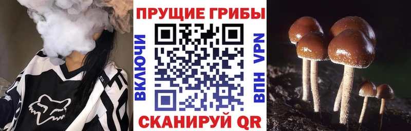 Псилоцибиновые грибы мицелий блэк спрут ссылки Выкса